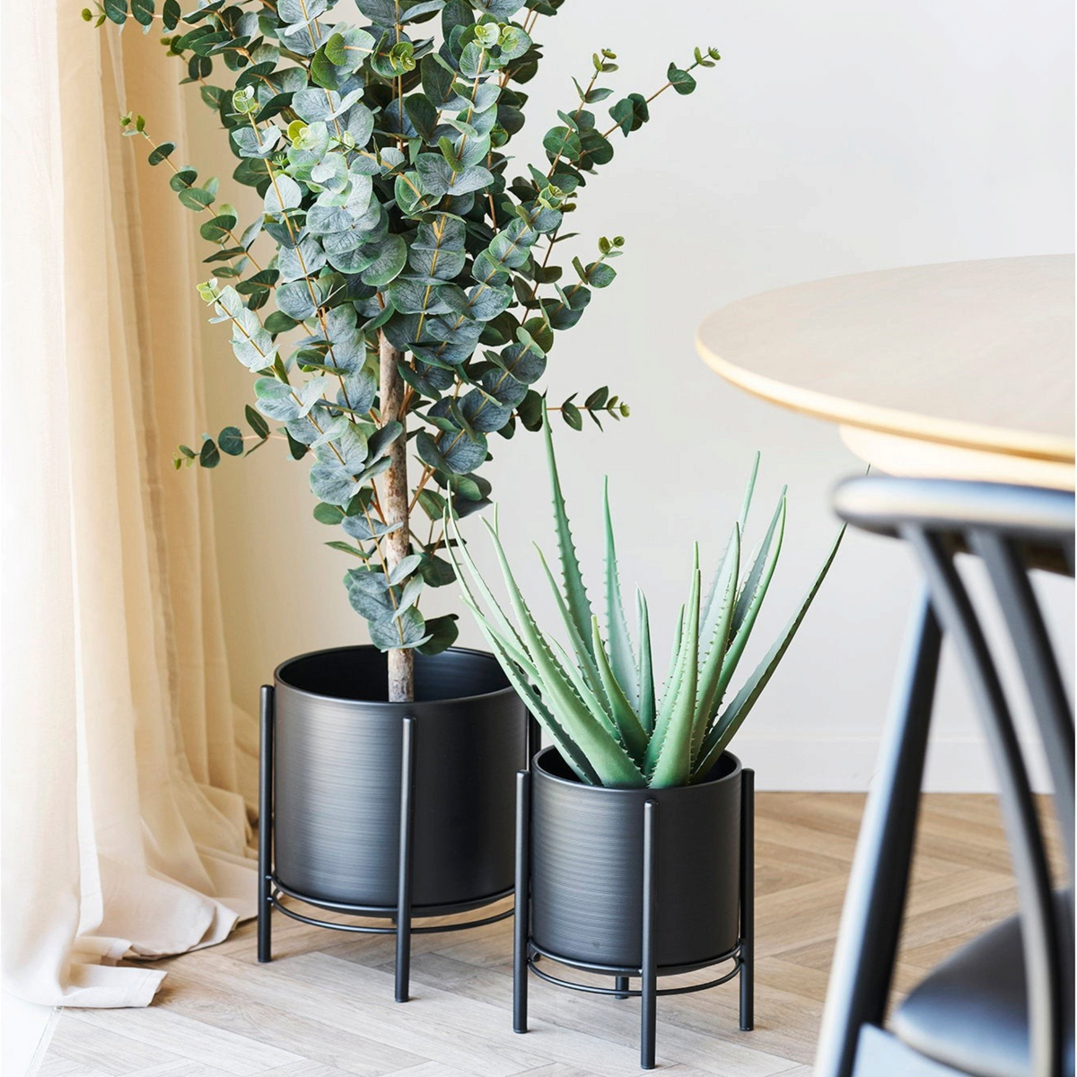 Kayu Living set of two sleek black steel flowerpots with metal stands holding a tall eucalyptus and an aloe plant.
